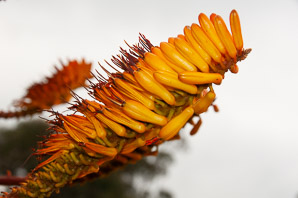 Aloe marlothii (flat-flowered aloe, bergaalwyn)