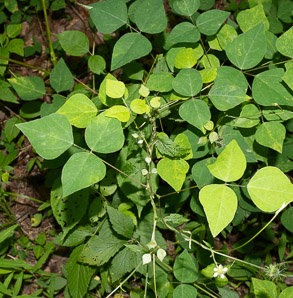 Amphicarpaea bracteata (American hog-peanut, ground bean, American hogpeanut)