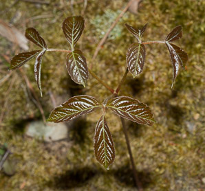 Aralia nudicaulis (wild sarsaparilla)