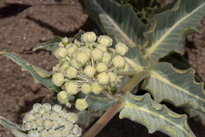 Asclepias erosa (desert milkweed)