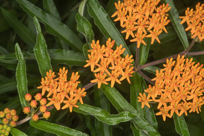 Asclepias tuberosa (butterfly milkweed, butterflyweed, orange milkweed, pleurisy root)