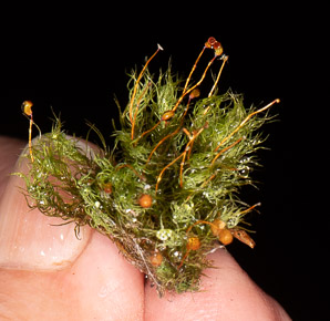 Bartramia pomiformis (common apple-moss)