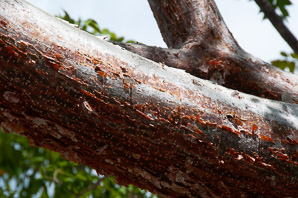 Bursera simaruba (gumbo limbo, copperwood, chaca, turpentine tree)