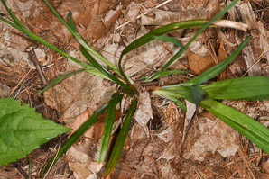 Carex platyphylla (broadleaved sedge)