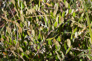 Chamaedaphne calyculata (leatherleaf)