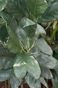 Chamaedorea metallica (metallic palm)