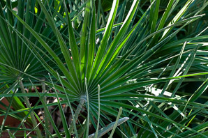 Chamaerops humilis (Mediterranean fan palm, European fan palm)