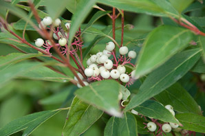 Cornus sericea (red osier dogwood)