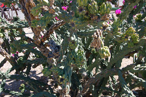 Cylindropuntia spinosior (cane cholla, walkingstick cactus)