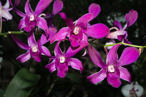 Dendrobium ‘Pegasus’ (lei orchid)