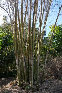 Dendrocalamus asper (bamboo)