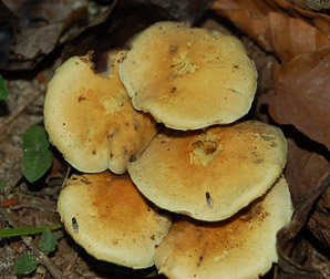 Desarmillaria tabescens (ringless honey mushroom)