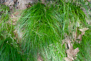 Deschampsia flexuosa (hair grass, crinkled hairgrass)