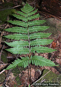 Dryopteris goldieana (Goldie’s wood fern)