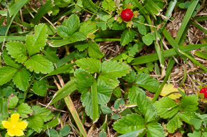 Duchesnea indica (mock strawberry, Indian strawberry)