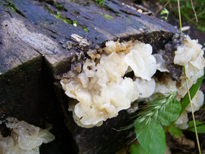 Ductifera pululahuana (white jelly fungus)