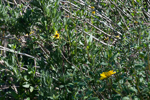 Encelia californica (bush sunflower)