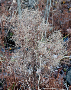 Epilobium ciliatum (northern willowherb, slender willow herb, fringed willowherb, willowherb, American willow-herb, northern willhowherb)