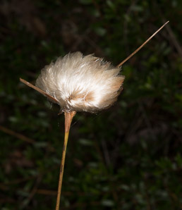 Eriophorum virginicum (tawny cottonsedge, tawny cotton-grass)