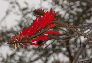 Erythrina L. (coral tree)