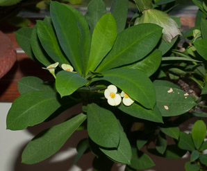 Euphorbia milii (crown of thorns, crown of thorn)