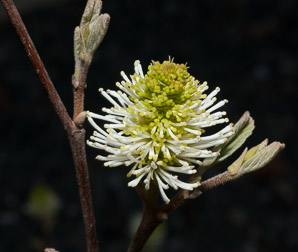 Fothergilla gardenii (dwarf fothergilla)