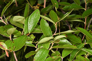 Gaylussacia dumosa (dwarf huckleberry, bush huckleberry, gopherberry)