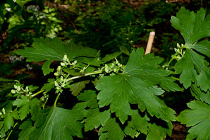 Geranium maculatum (wild geranium, spotted geranium, wood geranium)