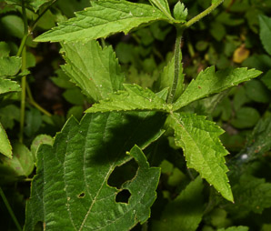 Geum laciniatum (rough avens, hairy herb-bennet)