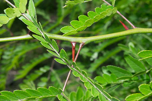 Gleditsia triacanthos (honey locust, thornless honey locust)