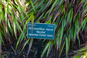 Hakonechloa macra (Japanese forest grass)