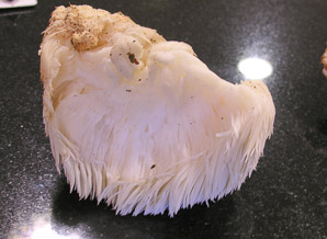 Hericium americanum (bear’s head tooth fungus)