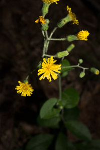 Hieracium gronovii (Gronovius’ hawkweed, hairy hawkweed)