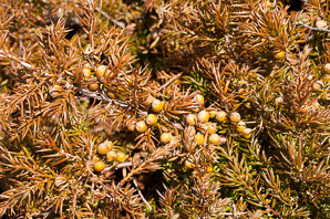 Juniperus communis (berkshire common juniper, common juniper, ground juniper)