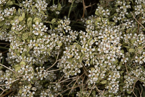 Lepidium montanum (mountain pepperweed, mountain peppergrass, western peppergrass)