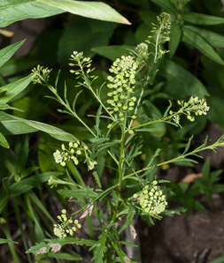 Lepidium virginicum (peppergrass)