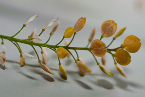 Lepidium virginicum (peppergrass)