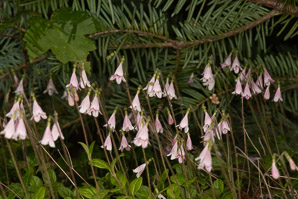 Linnaea borealis (twinflower)