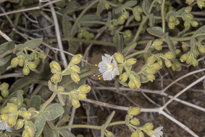 Mirabilis laevis (wishbone bush, desert wishbone-bush)