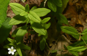 Moehringia lateriflora (blunt-leaved grove-sandwort, bluntleaf sandwort)