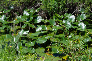 Nuphar lutea (yellow pond lily, spatterdock)