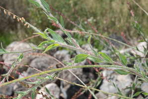 Oenothera curtiflora (velvetweed, velvety gaura, downy gaura, smallflower gaura)
