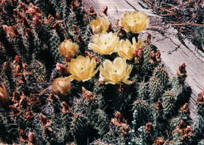Opuntia Mill. (prickly pear cactus, prickly pear, cholla)