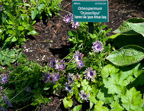 Osteospermum ‘Osjaseclipur’ (soprano lilac spoon African daisy)
