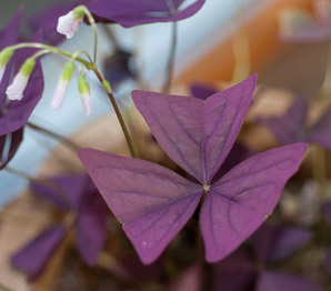 Oxalis triangularis (love plant, purple shamrock, false shamrock)