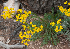 Packera neomexicana (New Mexico groundsel)