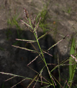 Panicum rigidulum (redtop panicgrass)