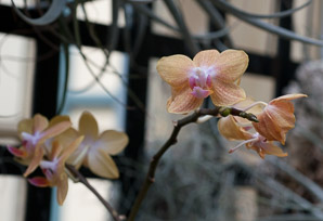Phalaenopsis ‘Gold