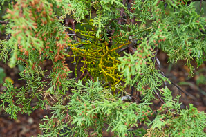Phoradendron juniperinum (juniper mistletoe)