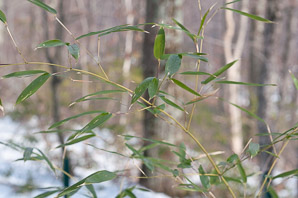 Phyllostachys aurea (golden bamboo, fishpole bamboo)